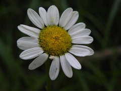 Tanacetum corymbosum achilleae