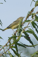 Leiothlypis ruficapilla