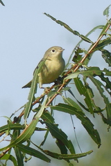 Leiothlypis ruficapilla
