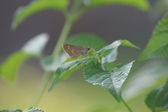 Borbo cinnara