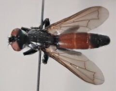Cylindromyia pusilla
