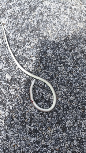 Calamaria Reed Snake