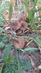 Collybiopsis villosipes