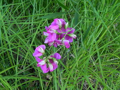 Lathyrus latifolius