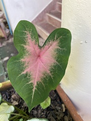 Caladium