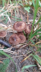 Collybiopsis villosipes