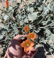 Sphaeralcea ambigua