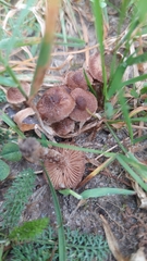 Collybiopsis villosipes