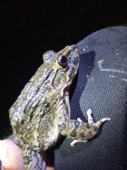 Fejervarya cancrivora