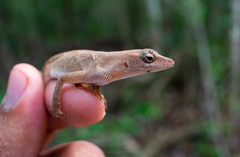Anolis tropidonotus