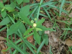 Sida rhombifolia