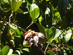 Clitoria arborescens