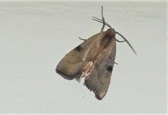Galgula partita