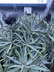 Echium pininana