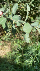 Salix cinerea