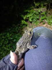 Fejervarya cancrivora
