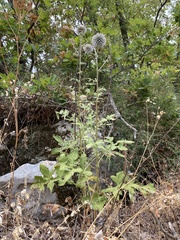 Echinops bannaticus