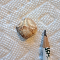 Dinocardium robustum