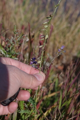 Oxytropis glabra