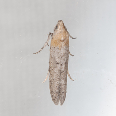 Obithome punctiferella