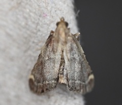 Hypsopygia intermedialis