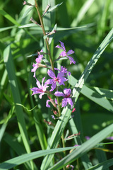 Lythrum californicum