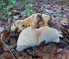 Russula delica