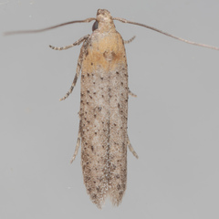 Obithome punctiferella