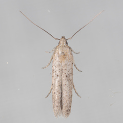 Obithome punctiferella