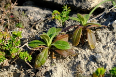 Silene saldanhensis