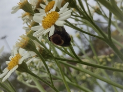 Bombus bellicosus