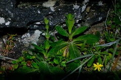 Silene saldanhensis