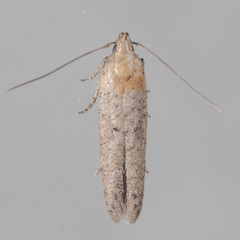 Obithome punctiferella