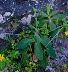 Silene saldanhensis