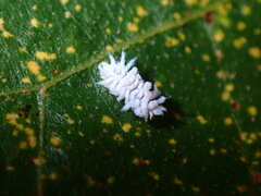 Cryptolaemus