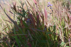 Oxytropis glabra
