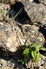 Silene saldanhensis