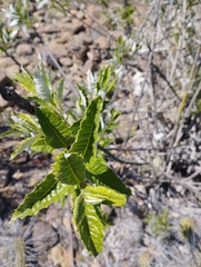 Spinoliva ilicifolia