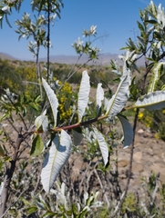 Spinoliva ilicifolia