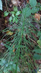 Equisetum