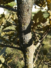 Quercus petraea