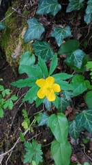 Anemonoides ranunculoides