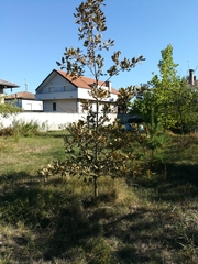 Quercus petraea