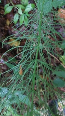 Equisetum