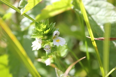Euphrasia officinalis
