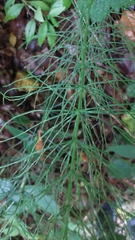 Equisetum