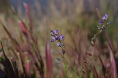Oxytropis glabra