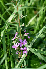 Lythrum californicum