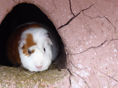 Cavia