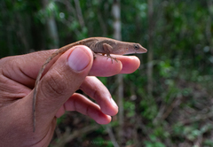 Anolis tropidonotus